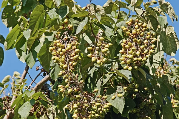 Fruits of empress tree — Stock Photo, Image