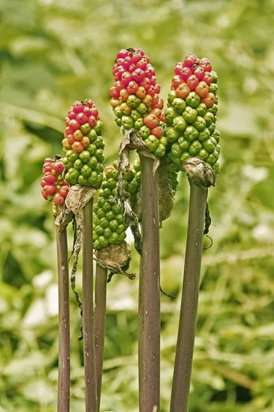 Frutos de arum italiano — Foto de Stock