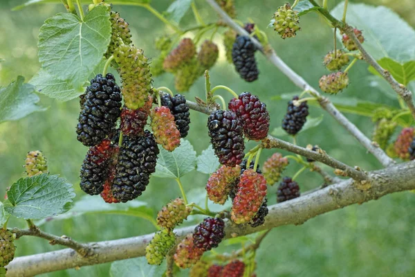 Fruits of mulberry — Stock Photo, Image