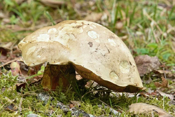 Fungus Suillus collinitus — Stock Photo, Image