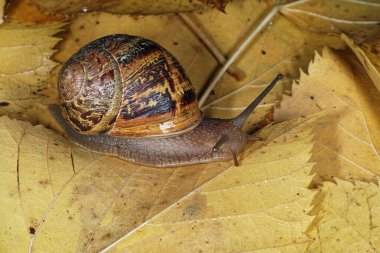Bahçe salyangoz, helezon aspersa 