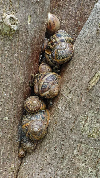 花园蜗牛 — 图库照片