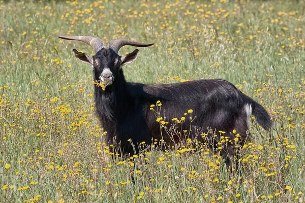 Pastoreo de cabras gargano — Foto de Stock