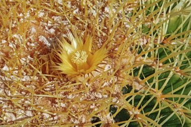  Altın top, Echinocactus grusonii