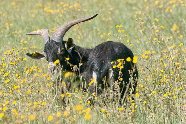 Cabra pastando en un prado — Foto de Stock