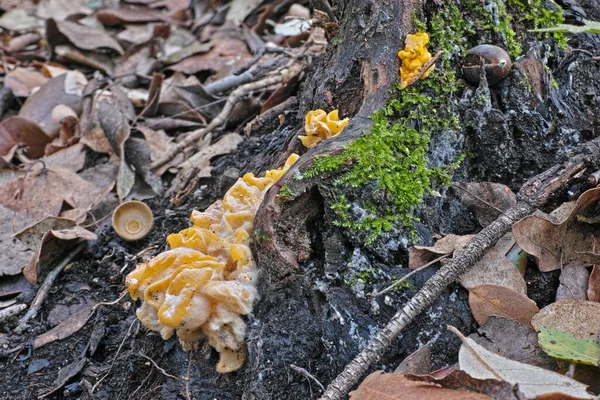 Goldohr-Pilz — Stockfoto