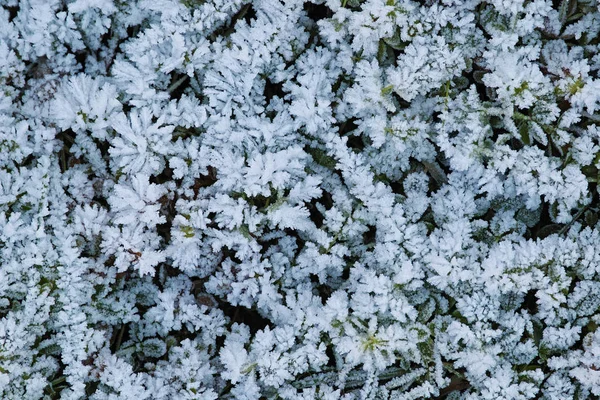 Jeges kristályokkal borított fű — Stock Fotó