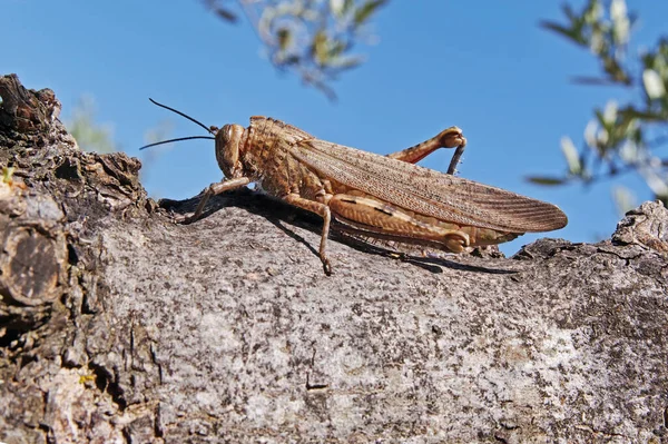 Cavalletta Locusta Egiziana Posata Ramo — Foto Stock