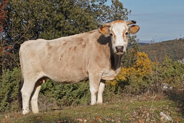 Vaca Pasto Montaña — Foto de Stock