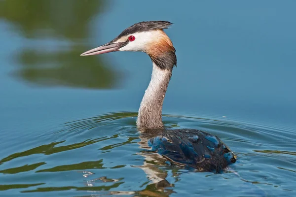 Grande Grebe Crested Água Podiceps Cristatus — Fotografia de Stock