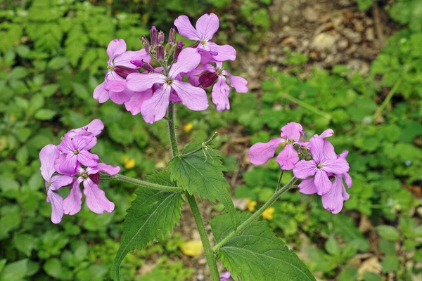 Honestidad Detalle Las Flores Hojas —  Fotos de Stock