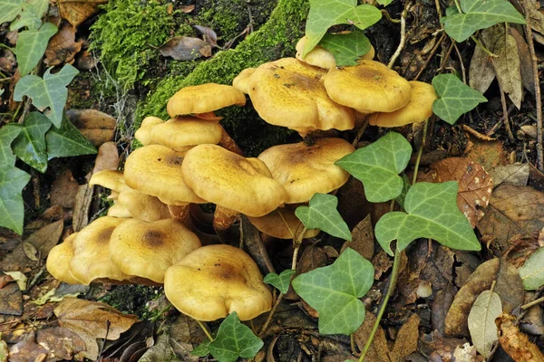 Some Specimens Honey Mushroom — Stock Photo, Image