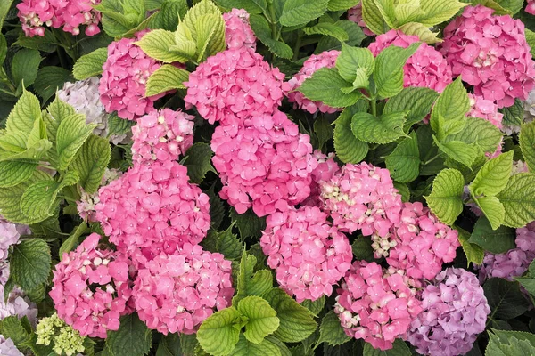 Plantas Plena Floración Penny Mac Hydrangea Macrophylla — Foto de Stock