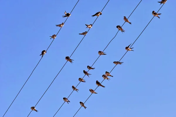 Groupe Martins Maison Posés Sur Les Câbles Électriques — Photo