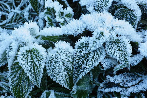 Ice Crystals Cover Some Nettle Leaves — Stock Photo, Image