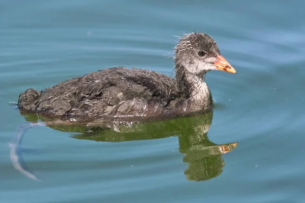 Espécimen Joven Inmaduro Coca Eurasiática Fulica Atra Rallidae — Foto de Stock