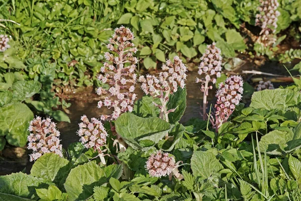 Inflorescências Butterbur Mosto Peste Petasites Hybridus — Fotografia de Stock