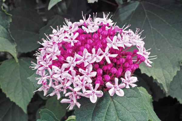 Inflorescencia Con Flores Abiertas Brotes Clerodendrum Bungei — Foto de Stock