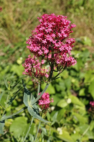 Vörös Valerian Növény Virágzás Centranthus Ruber — Stock Fotó