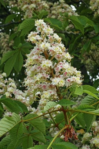 Inflorescence Horse Chestnut Tree Panicle Full Blooming — Stock Photo, Image