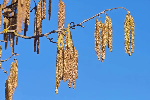 具雄花 — 图库照片