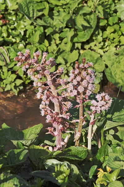 Bloeiwijzen Van Butterbur Petasites Hybridus Asteraceae — Stockfoto