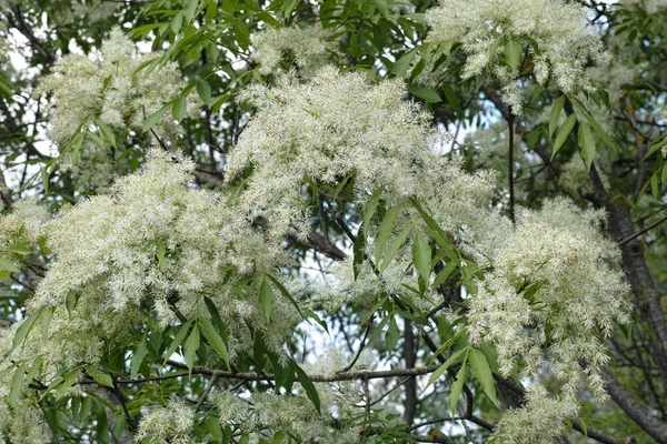 Frêne Manna Frêne Fleuri Sud Européen Inflorescences Feuilles — Photo