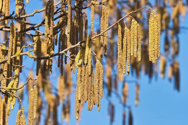 Zweige Mit Männlichen Blüten Der Haselnusspflanze — Stockfoto