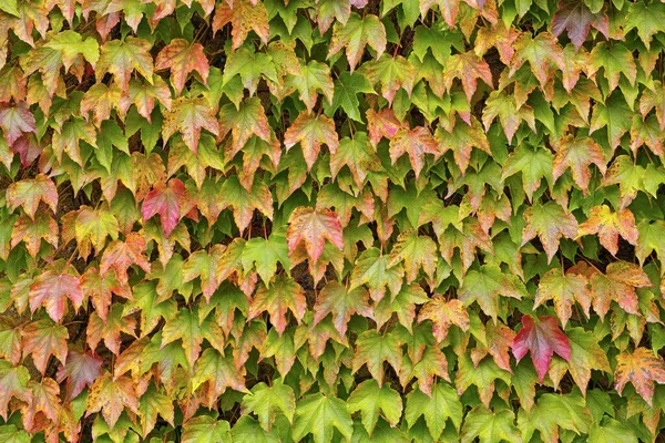 Follaje Enredadera Japonesa Otoño — Foto de Stock