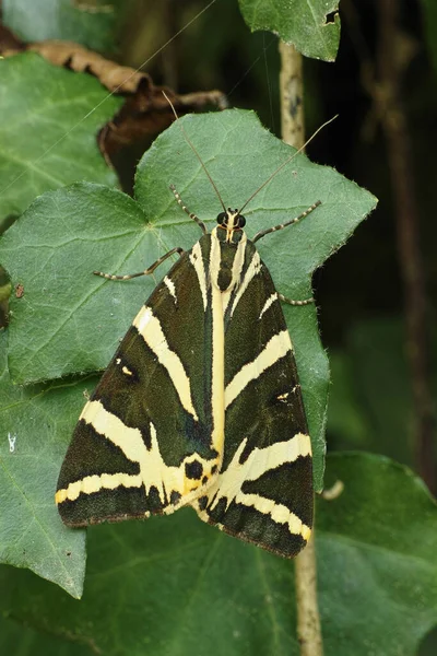 Siang Ngengat Terbang Jersey Tiger — Stok Foto