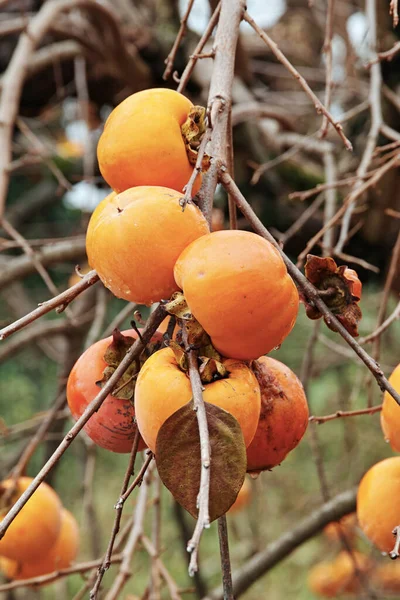 Some Ripe Persimmons Branch — Stock Photo, Image