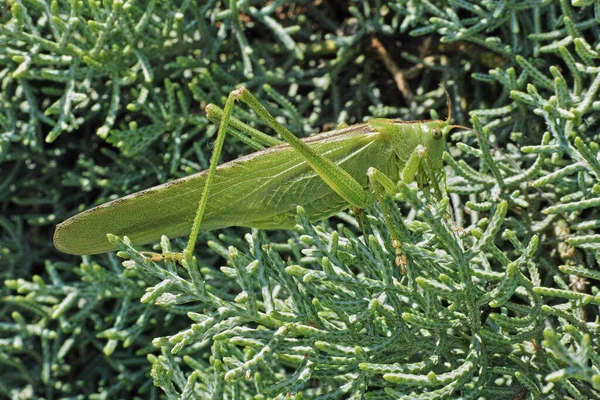 Grande Grillo Cespuglio Verde Femmina Matura — Foto Stock