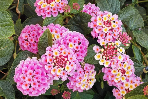 Plant Full Bloom Lantana Camara — Stock Photo, Image