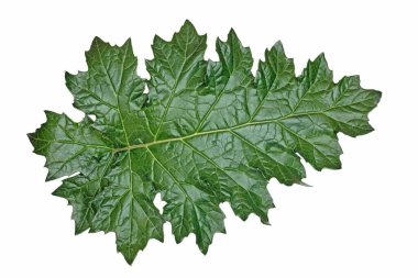 isolated leaf of bear's breeches, Acanthus mollis clipart