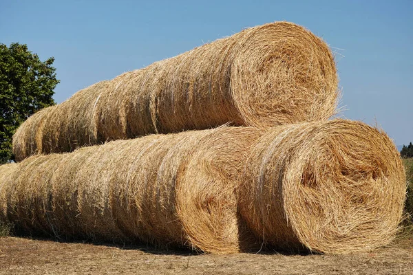 Gros Rouleaux Foin Soigneusement Empilés — Photo