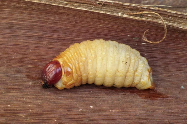 Larva Del Picudo Palma Roja Rhynchophorus Ferrugineus — Foto de Stock