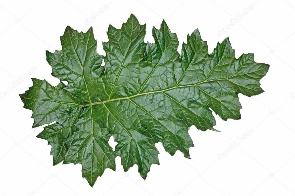 isolated leaf of bear's breeches, Acanthus mollis