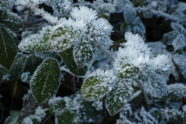 Blackberry Bush Winter Detail Leaves Covered Ice Crystals — Stock Photo, Image