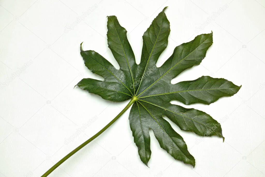 A leaf of paper plant, fatsia japonica