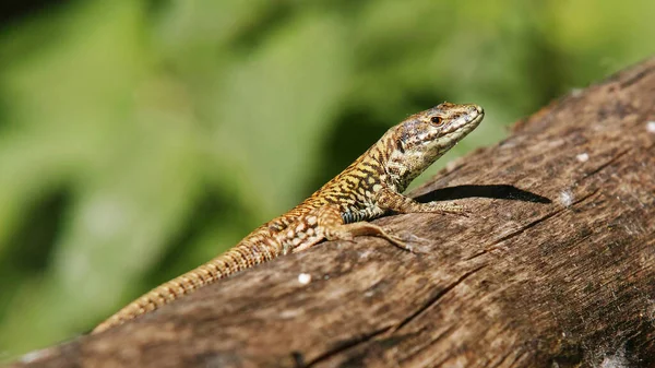 Evropská Zeď Ještěrka Zahřívá Slunci — Stock fotografie