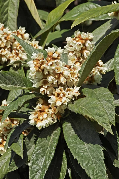 Bladeren Bloeiend Deel Van Loquatboom — Stockfoto