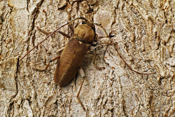 長い角の甲虫又は長い角の標本 — ストック写真