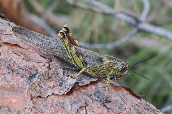 Kvinnliga Exemplar Flyttande Gräshoppor Locusta Migratoria Isoleringsfas — Stockfoto