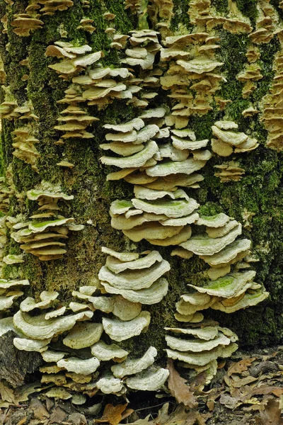 Many Specimens Lumpy Bracket Mushroom Trunk Oak — Stock Photo, Image