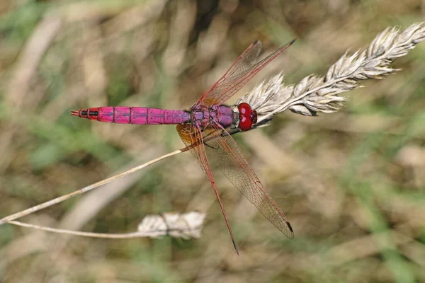 Männchen Der Libelle Rotadern Darter Oder Nomade — Stockfoto