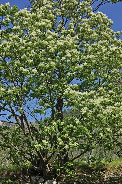 Manna Ash Tree Full Blooming Spring Italy Umbria Terni — стоковое фото