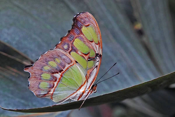 Malachite Butterfly Colors Backside Wings — Stock Photo, Image