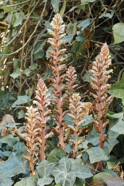 Algunas Plantas Colza Frijol Flor Orobanche Crenata — Foto de Stock