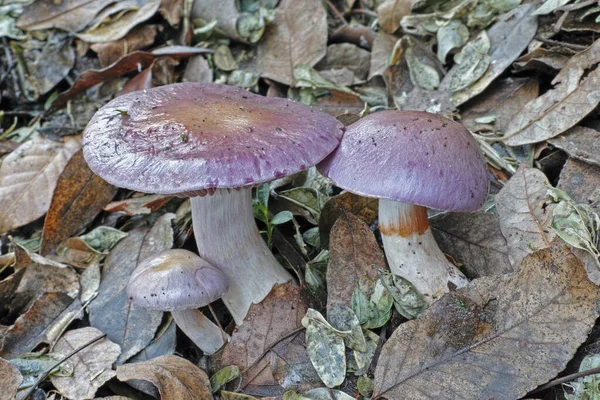 Webcap Mushrooms Cortinarius Caerulescens — Stock Photo, Image