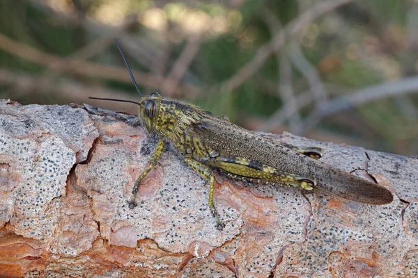 Kvinnliga Exemplar Vandrande Gräshoppor Ensamma Locusta Migratoria — Stockfoto